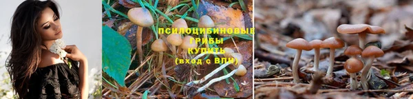 сатива Кукмор